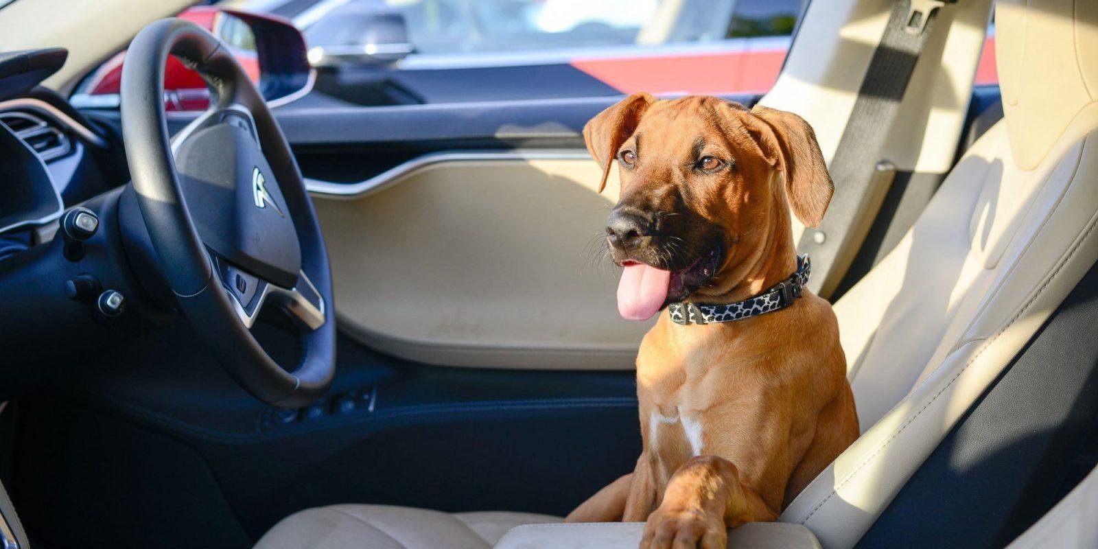 tesla-dog-e1540057110926.jpg