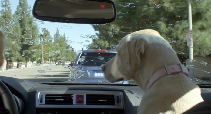 Cani in Auto, negli Usa la legge autorizza a liberarli dal caldo